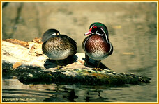 woodducks.jpg