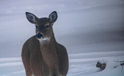 DEE93607-65AE-4F34-8BD3-F0C6892B0529.jpeg