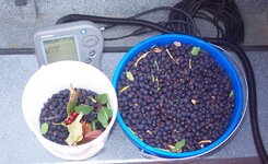 berries1.5gallonscrpd.jpg