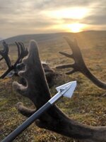 caribou_broadhead.JPG
