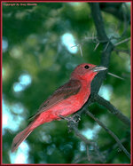Tanager.jpg