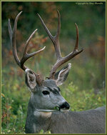 muledeerbuck3.jpg