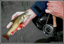 Colocutthroat.jpg