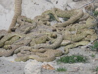 snakes.jpg