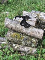 snakes.jpg