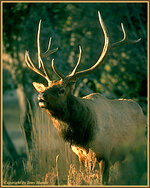 elk10.jpg