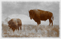 bison7c.jpg