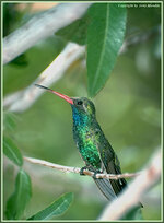 Hummer2.jpg