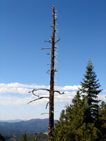 arrowtree.jpg