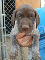 Pup1.jpg
