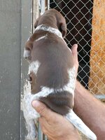 pup2.jpg
