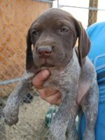 pup 3.jpg