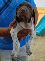 pup5.jpg