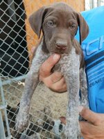 pup 7.jpg