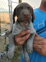 pup9.jpg