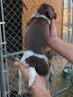 pup10.jpg