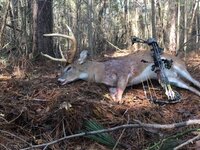 Deer 1120.jpg