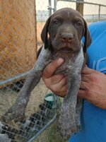 pup11.jpg