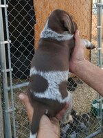 pup12.jpg