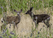 Black Fawn July 2021a-6354.JPG