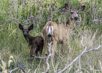 Black Fawn July 2021a-6390.JPG