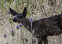 Black Fawn July 2021a-6345.JPG