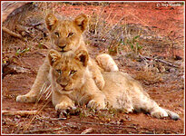 lioncubs].jpg