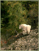 MtGoat.jpg