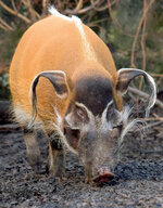 zoo_tycoon_profile__red_river_hog_by_bonnerscar_ddt7x3r-fullview.jpg