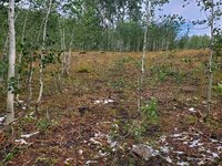 Overgrazing 1 of 20, reduced resolution.jpg