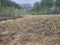 Overgrazing 2 of 20, reduced resolution.jpg