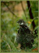 bluegrouse2.jpg