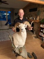 sheep mount.jpg