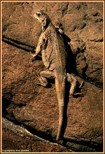 Chuckwalla.jpg