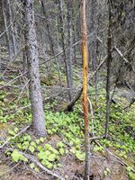 IMG_20210814_174235376.jpg