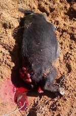 buck field hog 270 95 gr barnes smaller.jpg