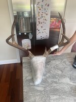 Deer on counter.jpg