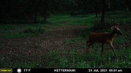 Food plot bucks late July (17).JPG