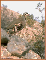 chukar.jpg