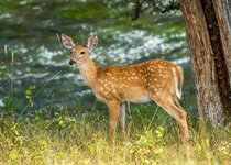 Whitetail August 2021 a-7337.JPG