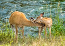 Whitetail August 2021 a-7361.JPG