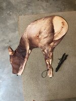 FFD47302-EC89-43CA-BDC1-9E42057FF89C.jpeg