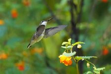 DSC01917 (2) (1200 x 800).jpg