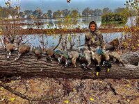 Ducks 2.jpg