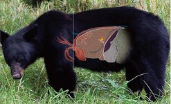 Bear.jpg