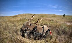 Mule_Deer_2021_75.jpeg