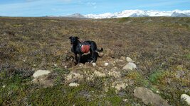 grizzly diggings.jpg