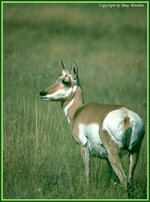 pronghorn5.jpg