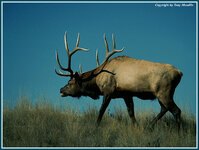 elk8.jpg
