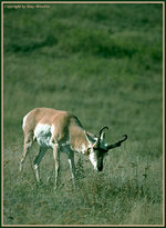 pronghorn8.jpg